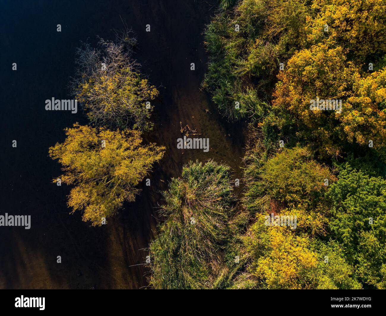 Veduta aerea dell'acqua sotto gli alberi dopo l'inondazione in autunno sotto il sole, Germania Foto Stock