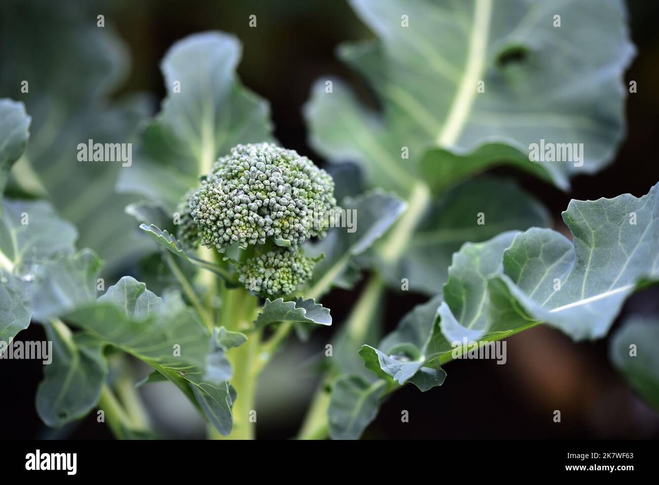 Germogliare Broccoli crescendo su un allotment Foto Stock