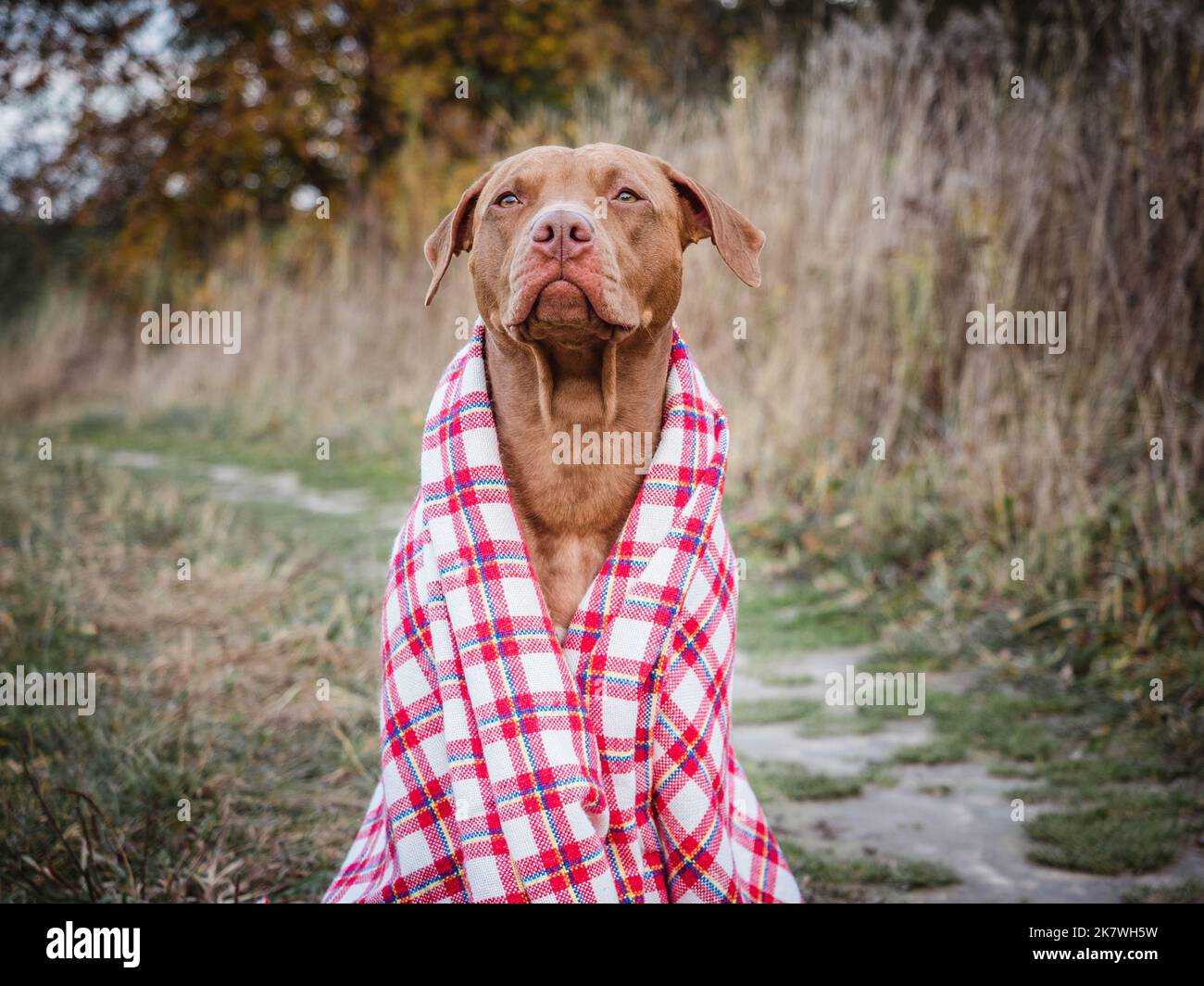 Amabile cane seduto sull'erba. Autunno Foto Stock