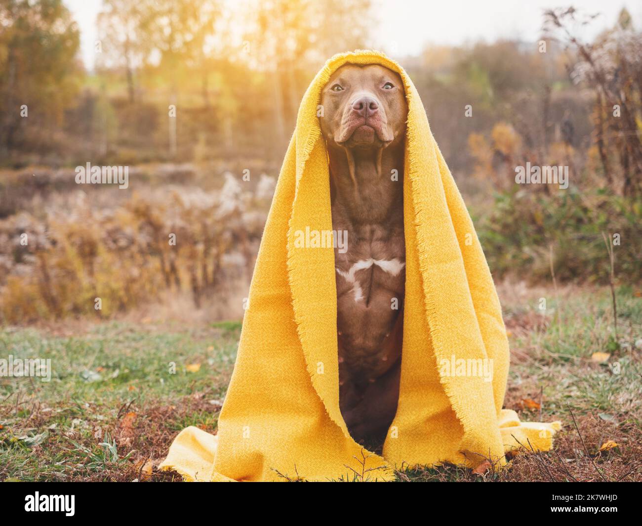 Amabile cane seduto sull'erba. Autunno Foto Stock