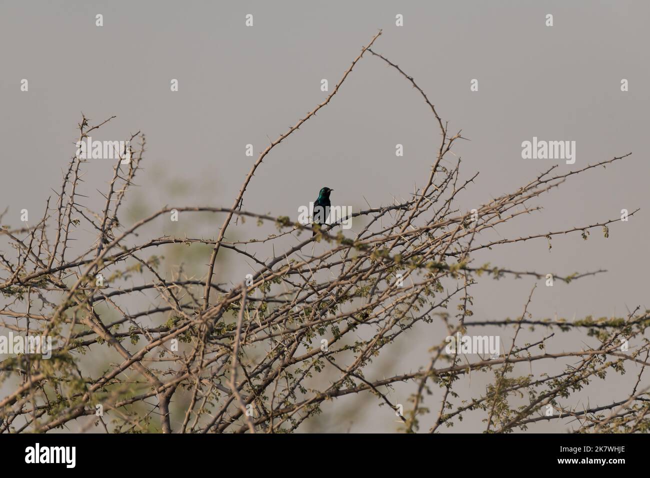 Un uccello da sole viola maschio (Cinnyris asiaticus), arroccato su un albero di acacia spinoso nel deserto ai laghi di al Qudra a Dubai, Emirati Arabi Uniti. Foto Stock