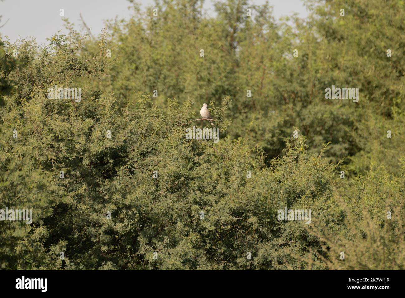 Singola colomba eurasiatica (Streptopelia decaocto) arroccata tra il verde del fogliame presso i laghi al Qudra a Dubai, negli Emirati Arabi Uniti. Foto Stock