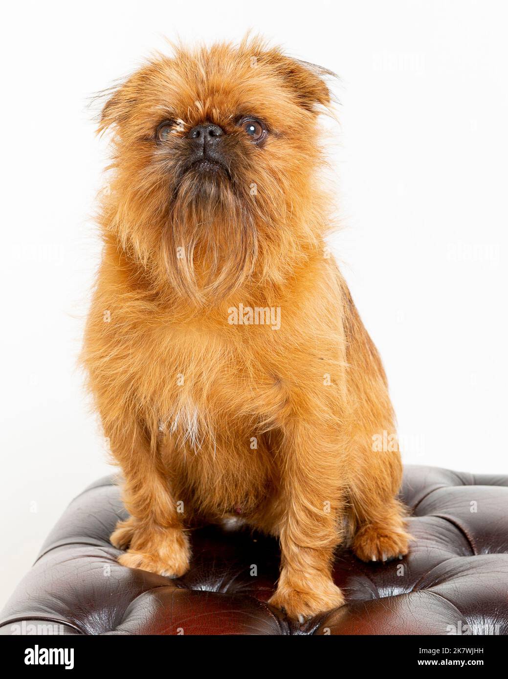 Immagine di un cane Griffon in un ambiente di studio professionale Foto Stock