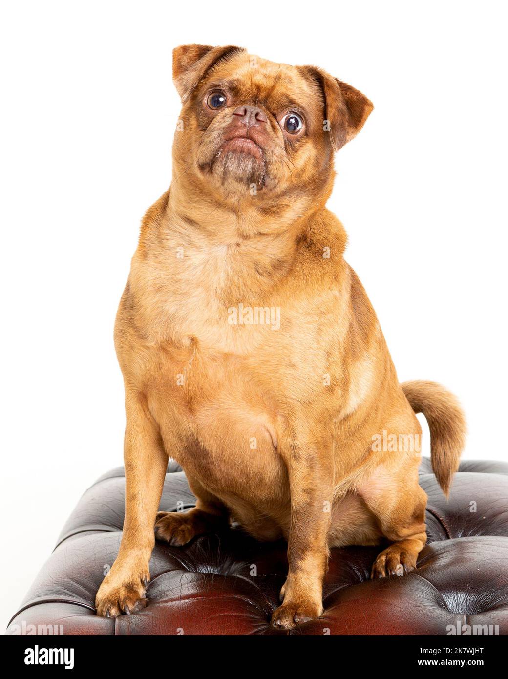 Immagine di un cane Pug Griffon in un ambiente di studio professionale Foto Stock