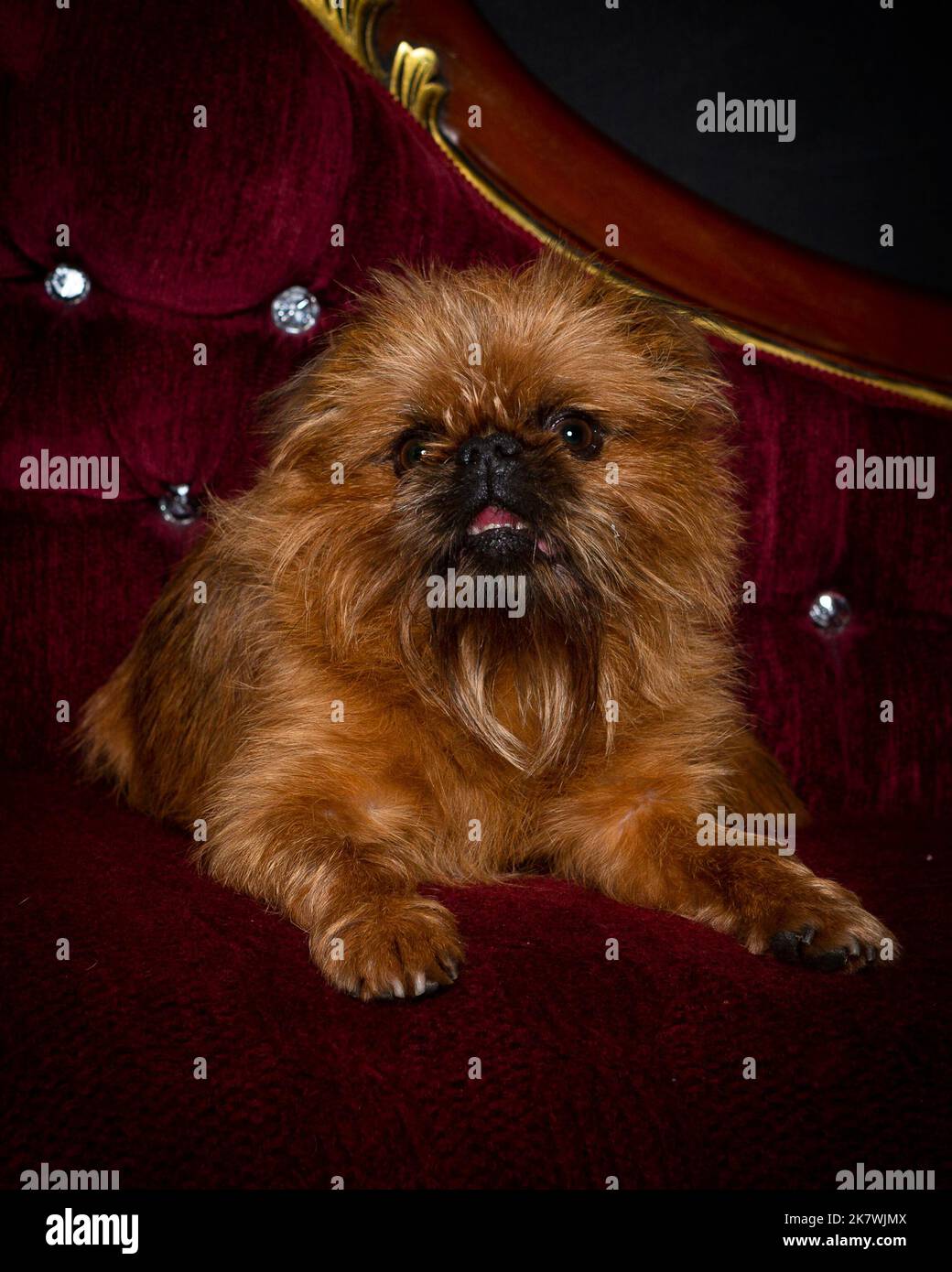 Immagine di un cane Griffon in un ambiente di studio professionale Foto Stock