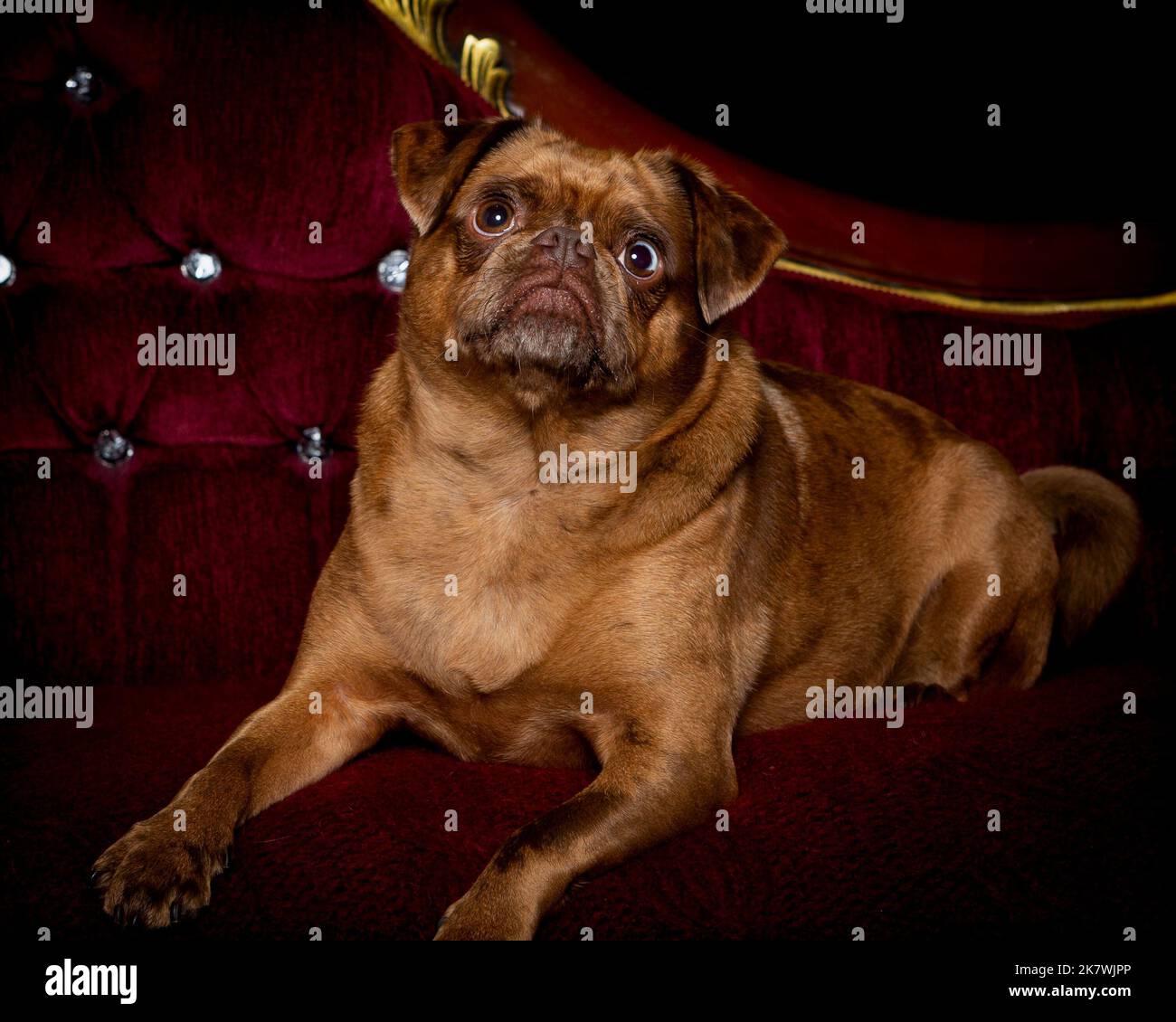 Immagine di un cane Pug Griffon in un ambiente di studio professionale Foto Stock