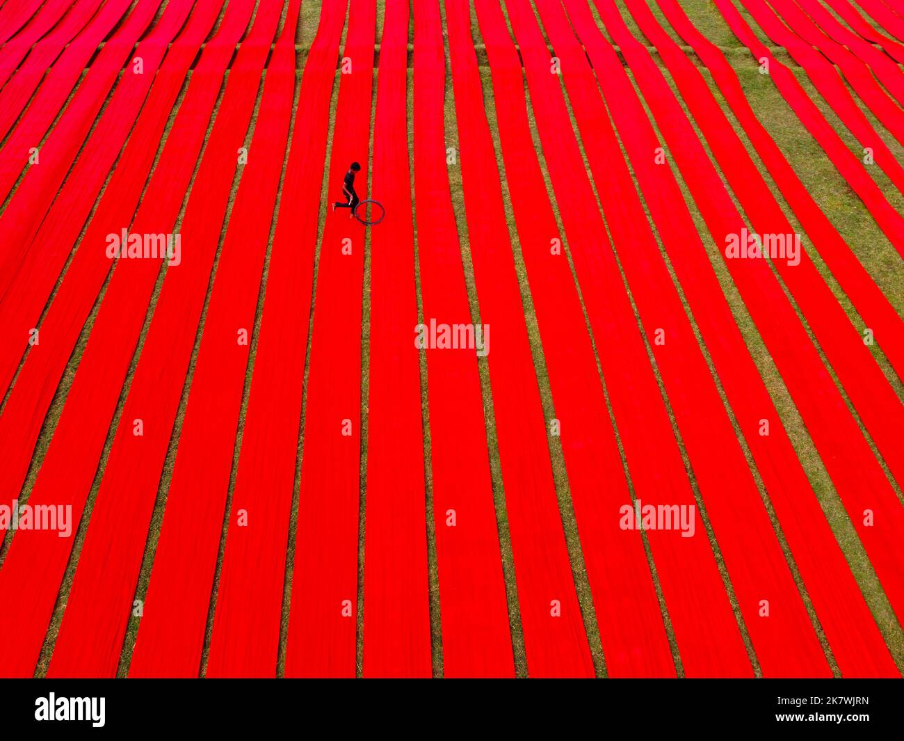 Narsingdi, Dhaka, Bangladesh. 19th Ott 2022. Centinaia di metri di tessuti rossi luminosi sono disposti in file ordinate attraverso un campo a Narsingdi, Bangladesh. Conosciuta come ''Lal Shalu'' per la gente del posto, le lunghe salviette rosse sono allestite per asciugarsi sotto il sole caldo, essendo state tinte con colore rosso brillante. L'uso della luce solare per asciugare i tessuti riduce i costi di produzione in quanto è più economico e sostenibile. Il metodo di essiccazione ecocompatibile si estende su un'area pari a 5 campi da calcio e richiede fino a 6 ore per essere completato dopo essere stato messo dai lavoratori all'alba. Il panno, che vende per meno di 10 GBP, è utilizzato Foto Stock