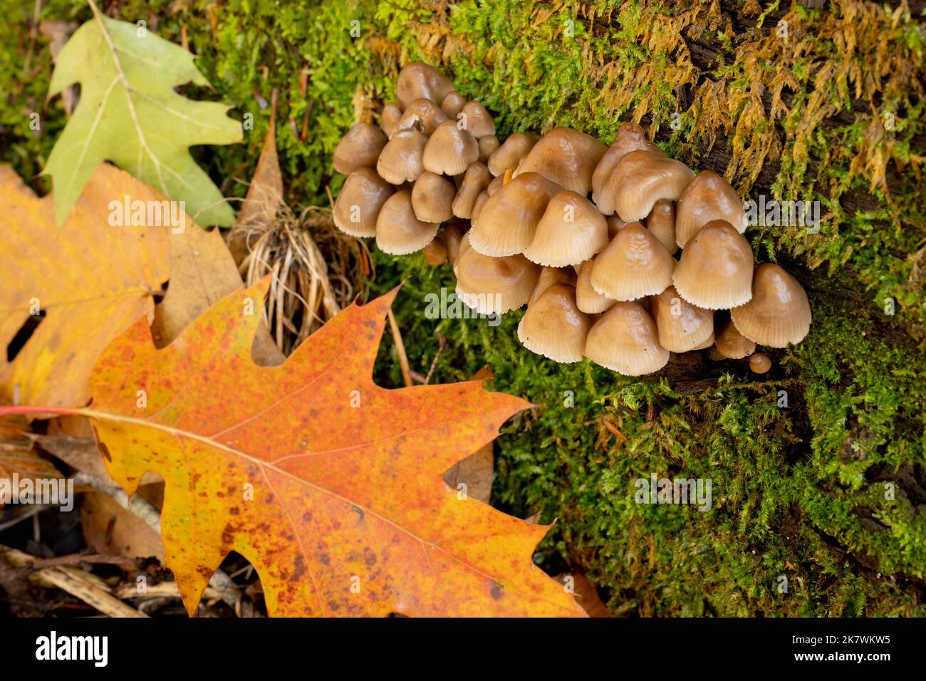Funghi non identificati che crescono su un ceppo nei boschi Foto Stock