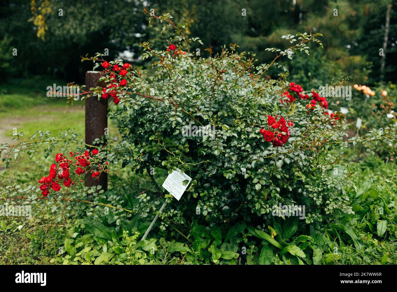 Bel cespuglio di rose rosse in giardino durante il giorno d'estate Foto Stock