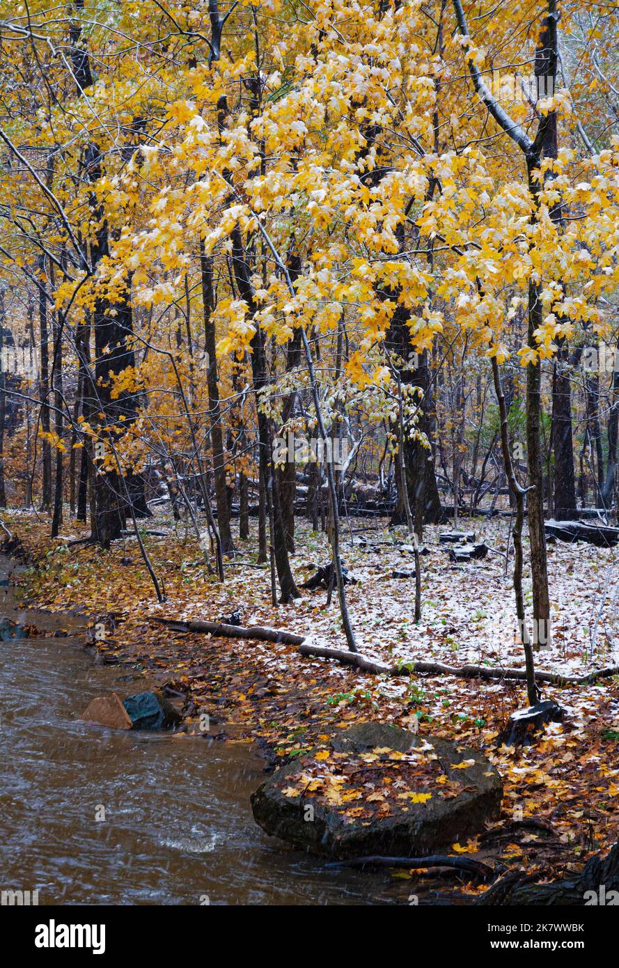 Una rara tempesta di neve di ottobre nell'Illinois settentrionale spolga un acero lungo Hammel Creek nella riserva naturale della foresta di Hammel Woods nella contea di Will, Illinois Foto Stock