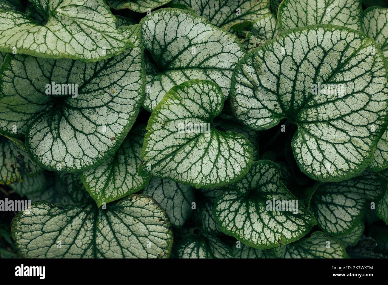 Struttura astratta delle foglie verdi. Carta da parati brunnera macrophylla, pianta con belle foglie Foto Stock