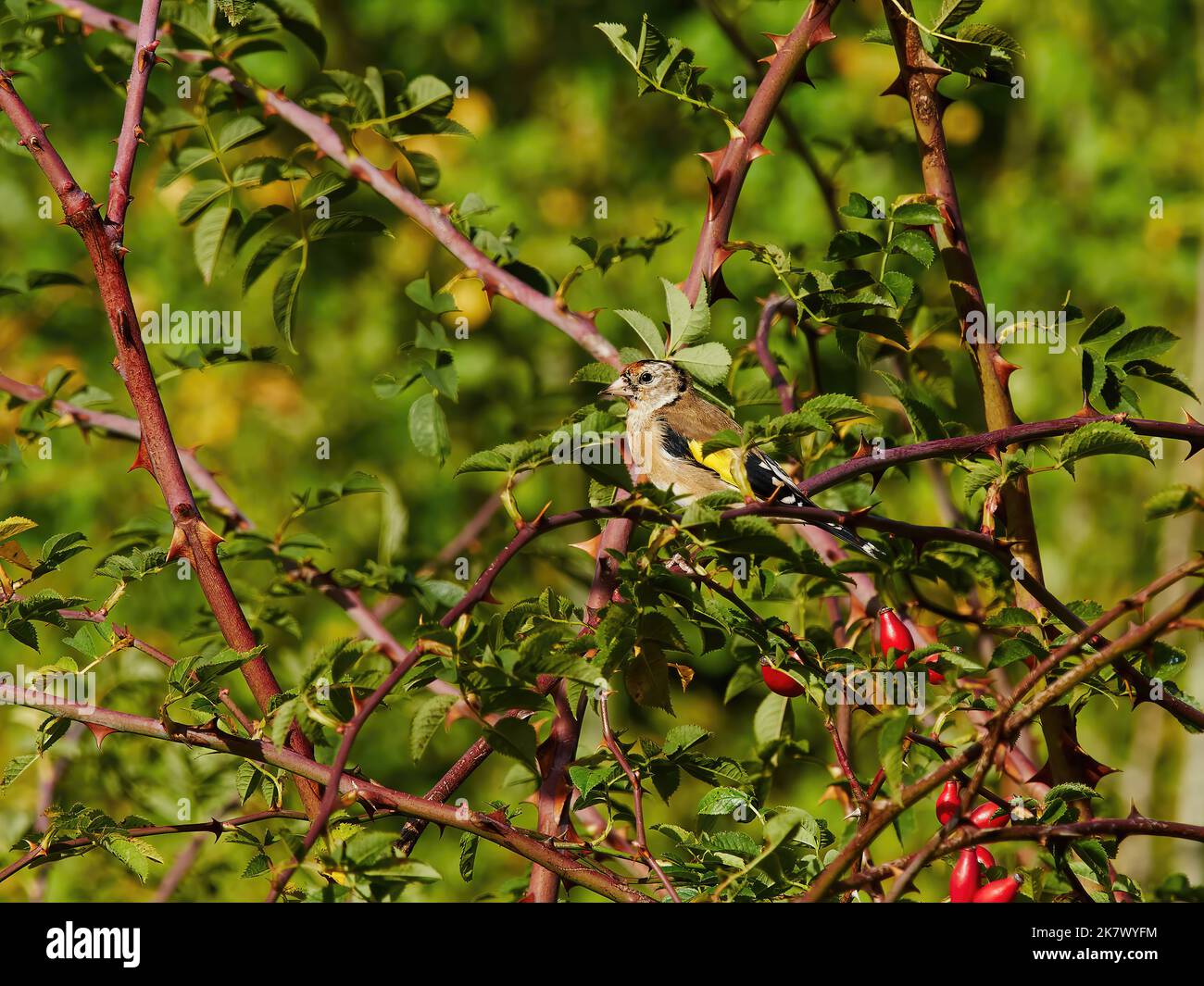 Un orfinco arroccato tra rami boschivi, spine e fianchi di rosa in un luminoso sole autunnale. Foto Stock