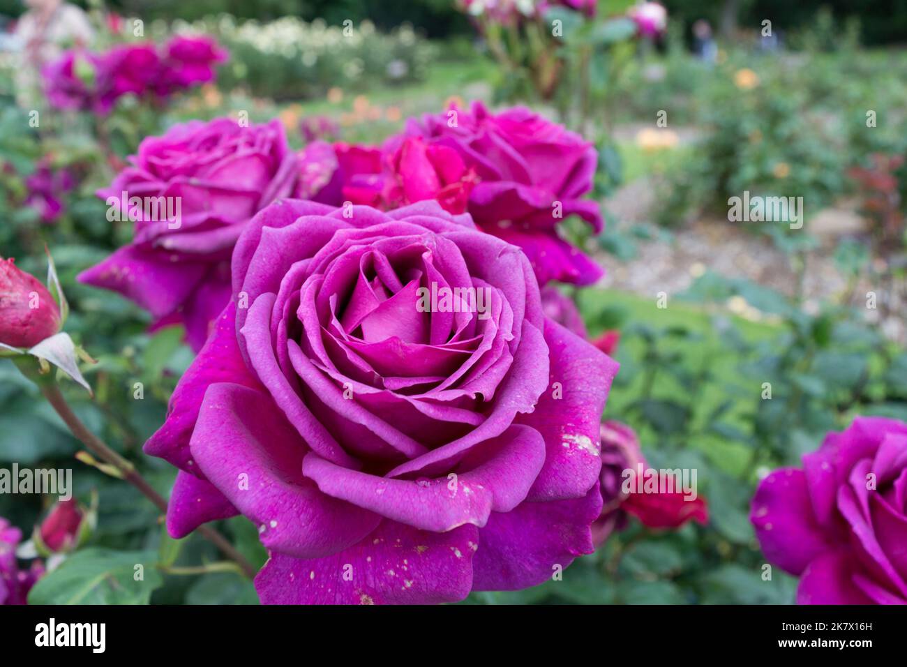 Bella rosa profonda in piena fioritura Foto Stock