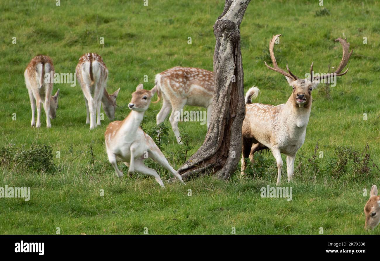 Milnthorpe, Cumbria, Regno Unito. 19th Ott 2022. Un capriolo a fiuto dominante che completa una delle sue azioni all'inizio della stagione di rutting a Milnthorpe, Cumbria. UK Credit: John Eveson/Alamy Live News Foto Stock