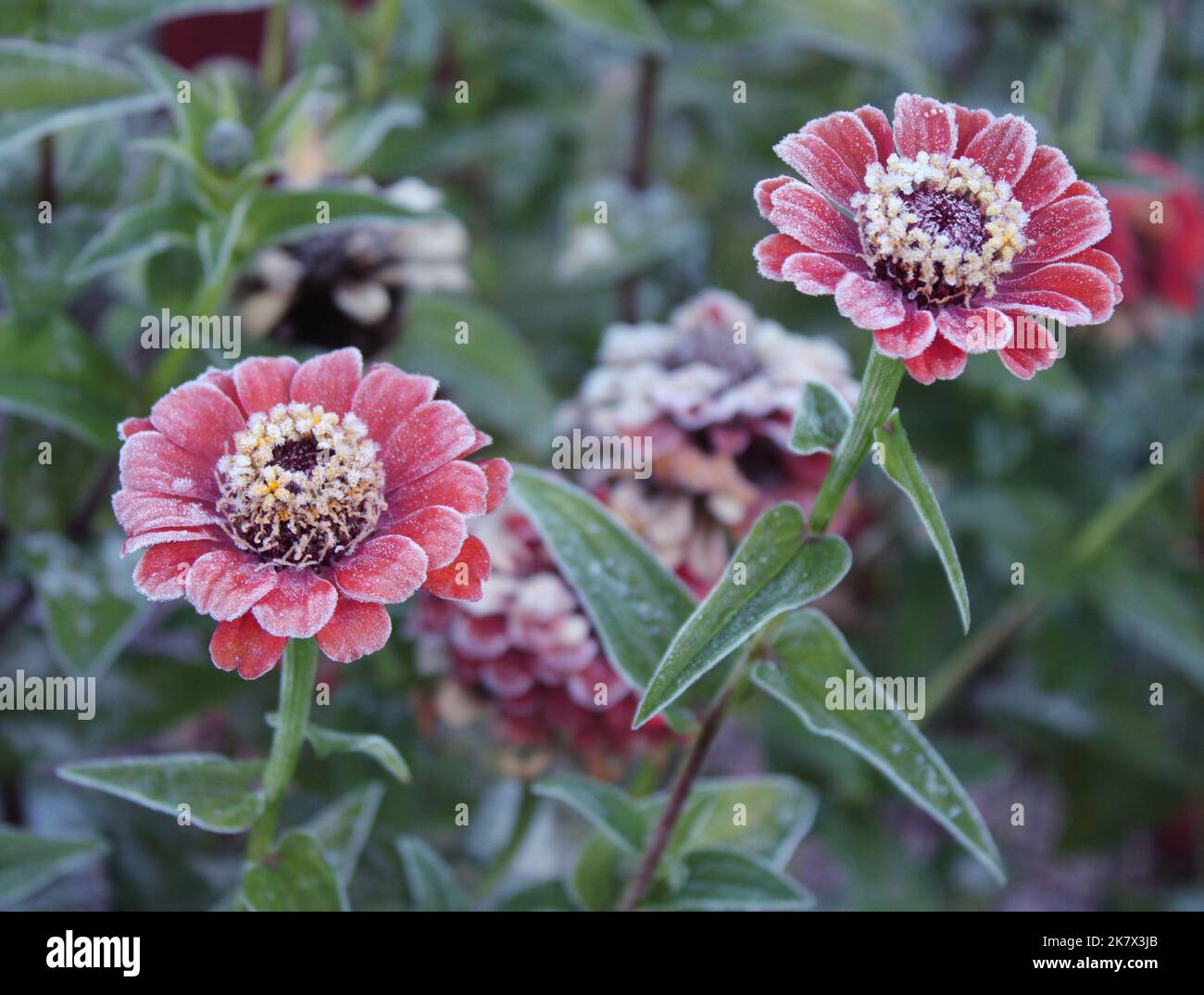 Frost su Orange Zinnia Fiori Foto Stock