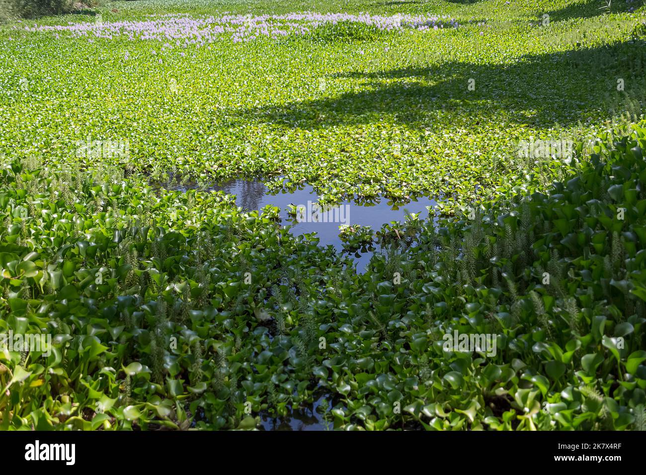 Enorme vista panoramica di un giacinto campo, Wild-type Hyacinthus orientalis, una pianta acquatica riconosciuta come un fiume peste... Foto Stock