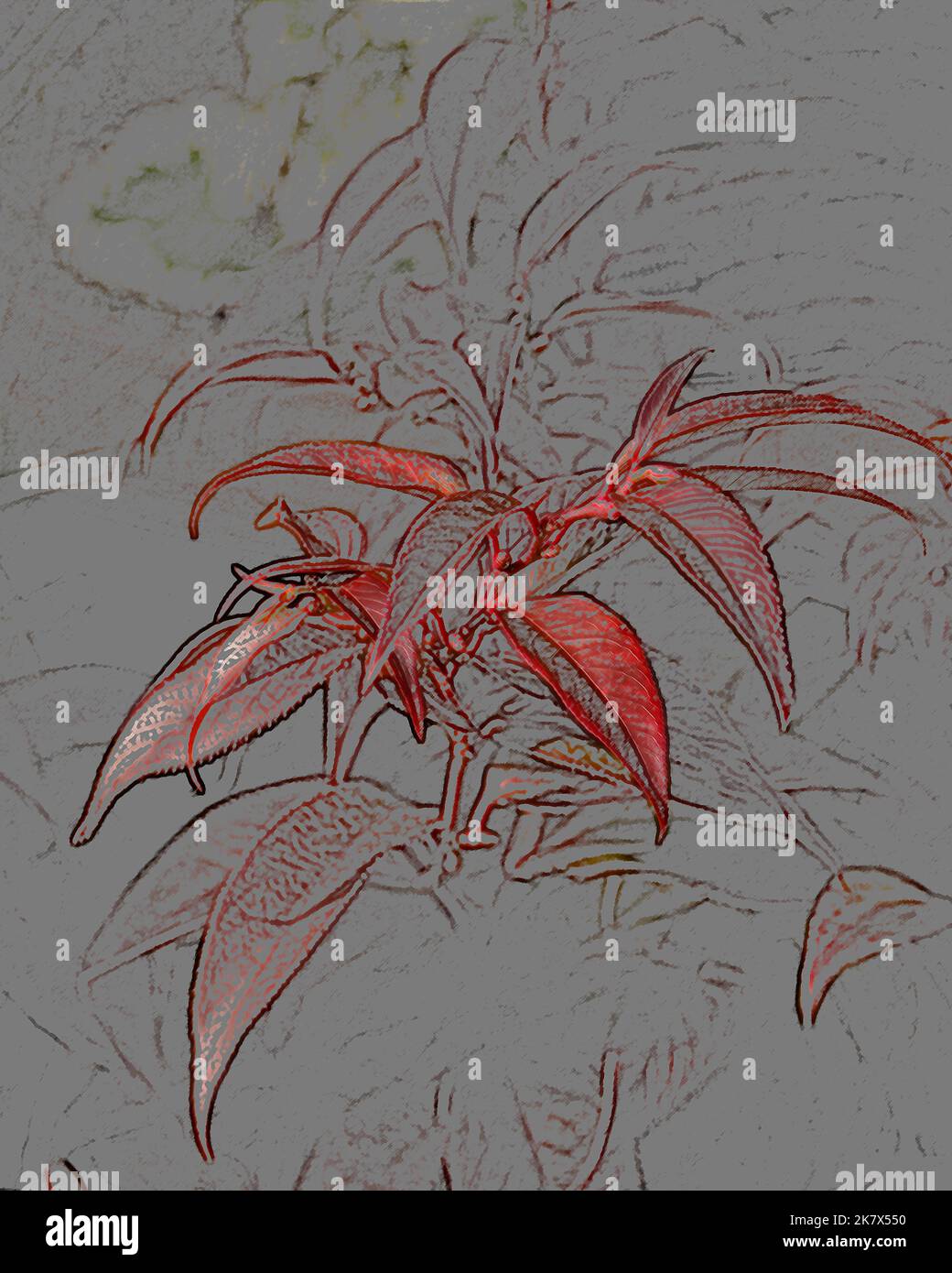 Primo piano di un'espressione computerizzata delle foglie rosse del giardino sempreverde arbusto Leucothoe fontanesiana 'Arcobaleno' in autunno. Foto Stock