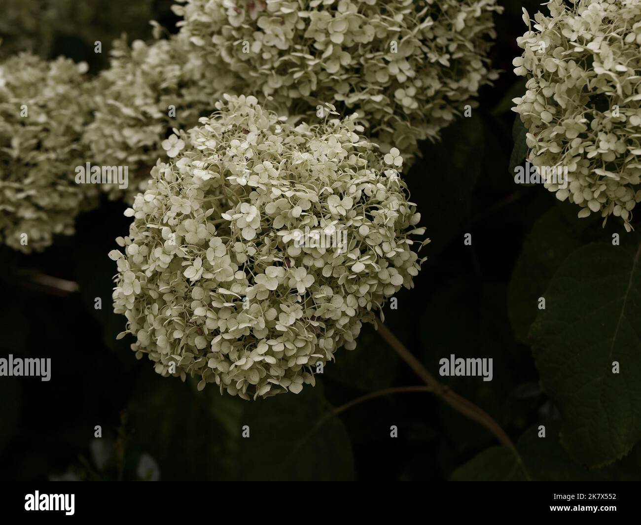 Primo piano della fioritura bianca perenne giardino arbusto deciduo Hydrangea arborescens forte 'Annabelle' Foto Stock