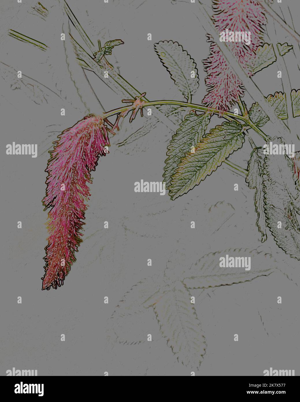 Primo piano di un'espressione generata da un compouter del fiore rosa della pianta erbacea perenne da giardino Sanguisorba hakusanensis 'scoiattolo lilla'. Foto Stock