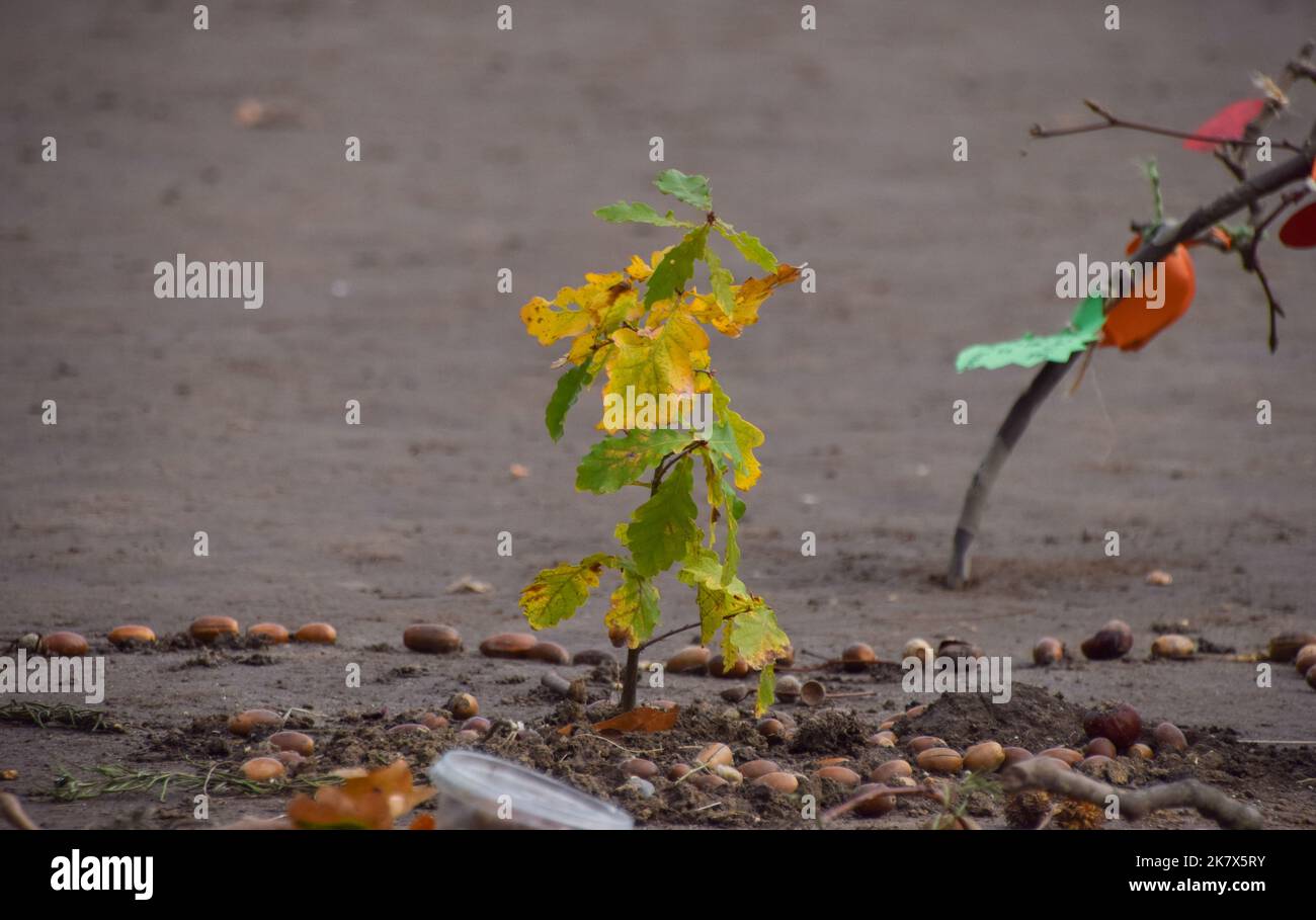 Londra, Regno Unito. 19th Ott 2022. Un albero giovane è visto in Piazza del Parlamento. Per evidenziare l'emergenza climatica, gli attivisti della ribellione di estinzione hanno piantato un albero in Piazza del Parlamento, un discendente della quercia di Kett, 600 anni, a Norfolk, il luogo della ribellione di Kett del 1549, quando 16.000 persone si sono alzate contro le classi dominanti. Il giovane albero in Piazza del Parlamento sarà sorvegliato da attivisti 24 ore al giorno. (Foto di Vuk Valcic/SOPA Images/Sipa USA) Credit: Sipa USA/Alamy Live News Foto Stock