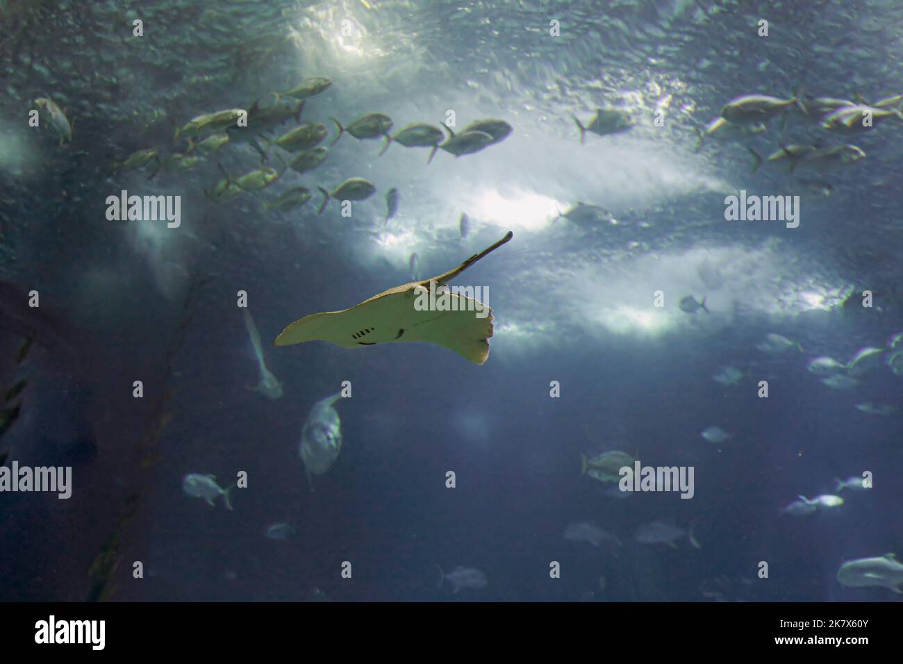 Acquario oceanico che vede un raggio di passaggio Foto Stock