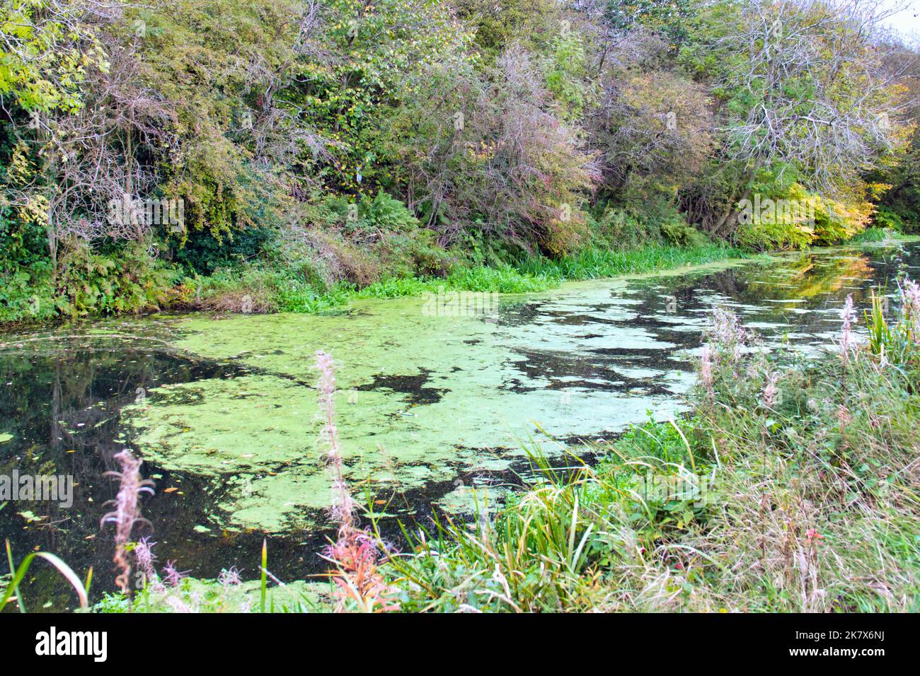 alghe tossiche verdi blu sul canale forth e clyde Foto Stock