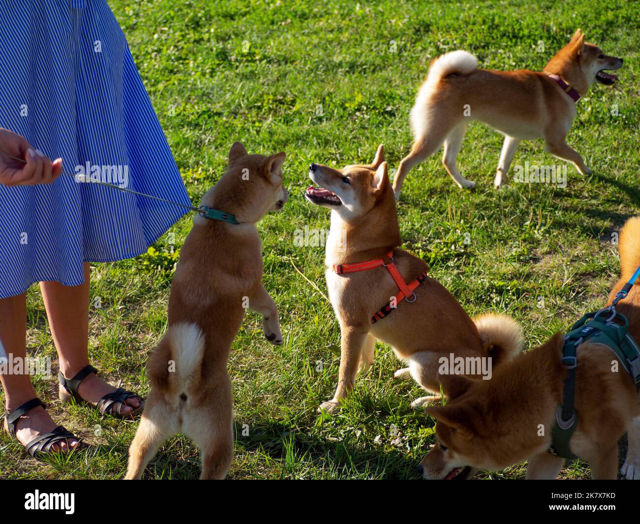 Shiba Inu gioca sul parco giochi per cani nel parco. Carino cane di razza shiba inu camminare in natura in estate. Camminare all'aperto. Foto Stock