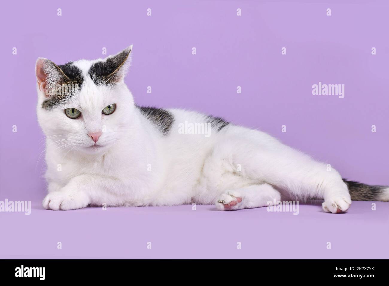 Bianco e tabby gatto Shorthair europeo sdraiato su sfondo viola Foto Stock