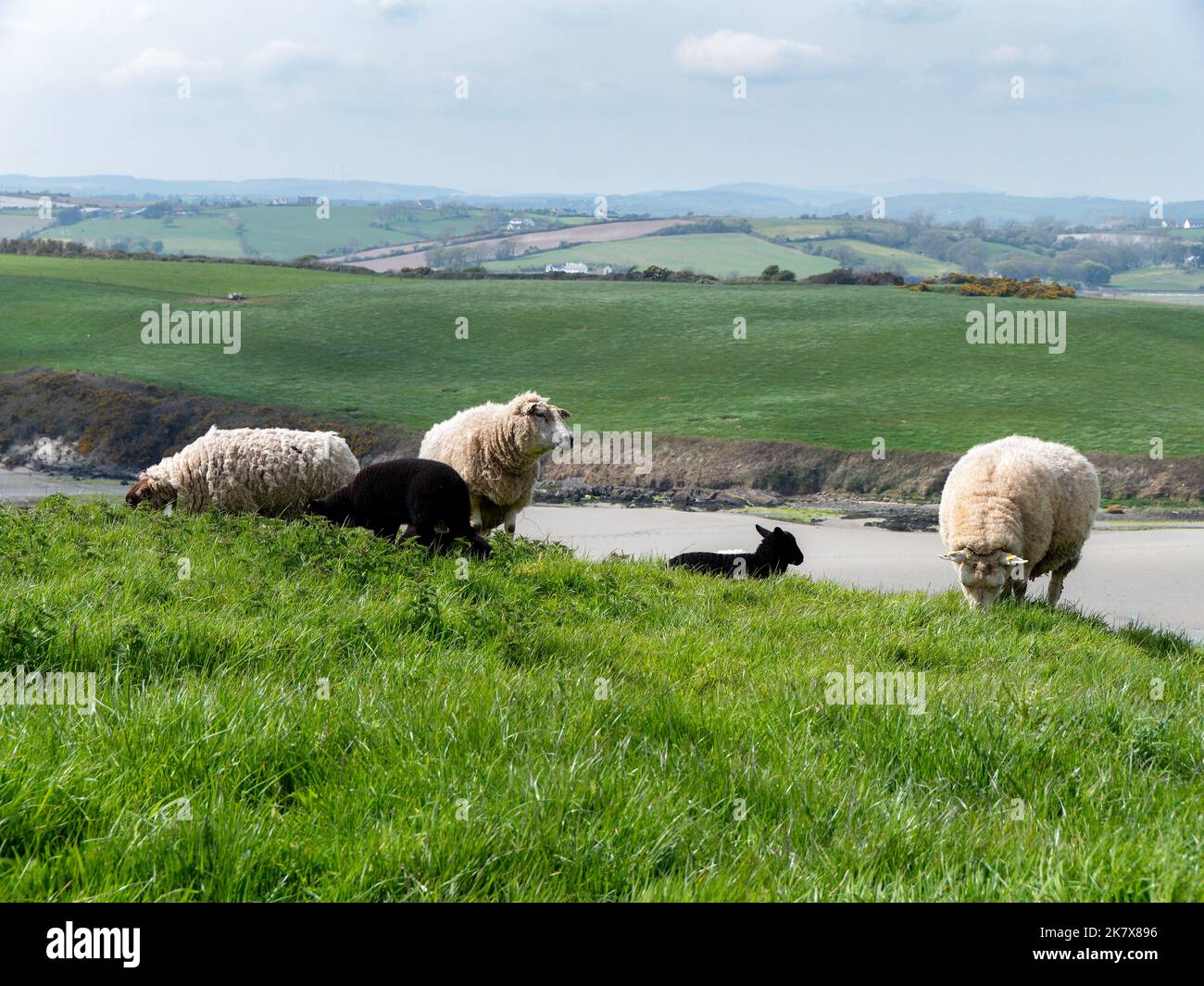 Pecore pascolano. Qualche pecora in un pascolo. Pascolo libero. Paesaggio agricolo. Pecora bianca su prato verde Foto Stock