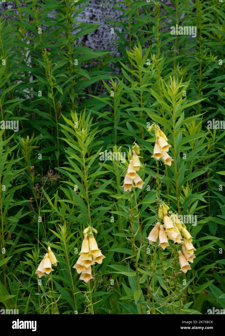I fiori selvatici di Foxglove crescono in un fosso sulla strada, Door County, Wisconsin Foto Stock