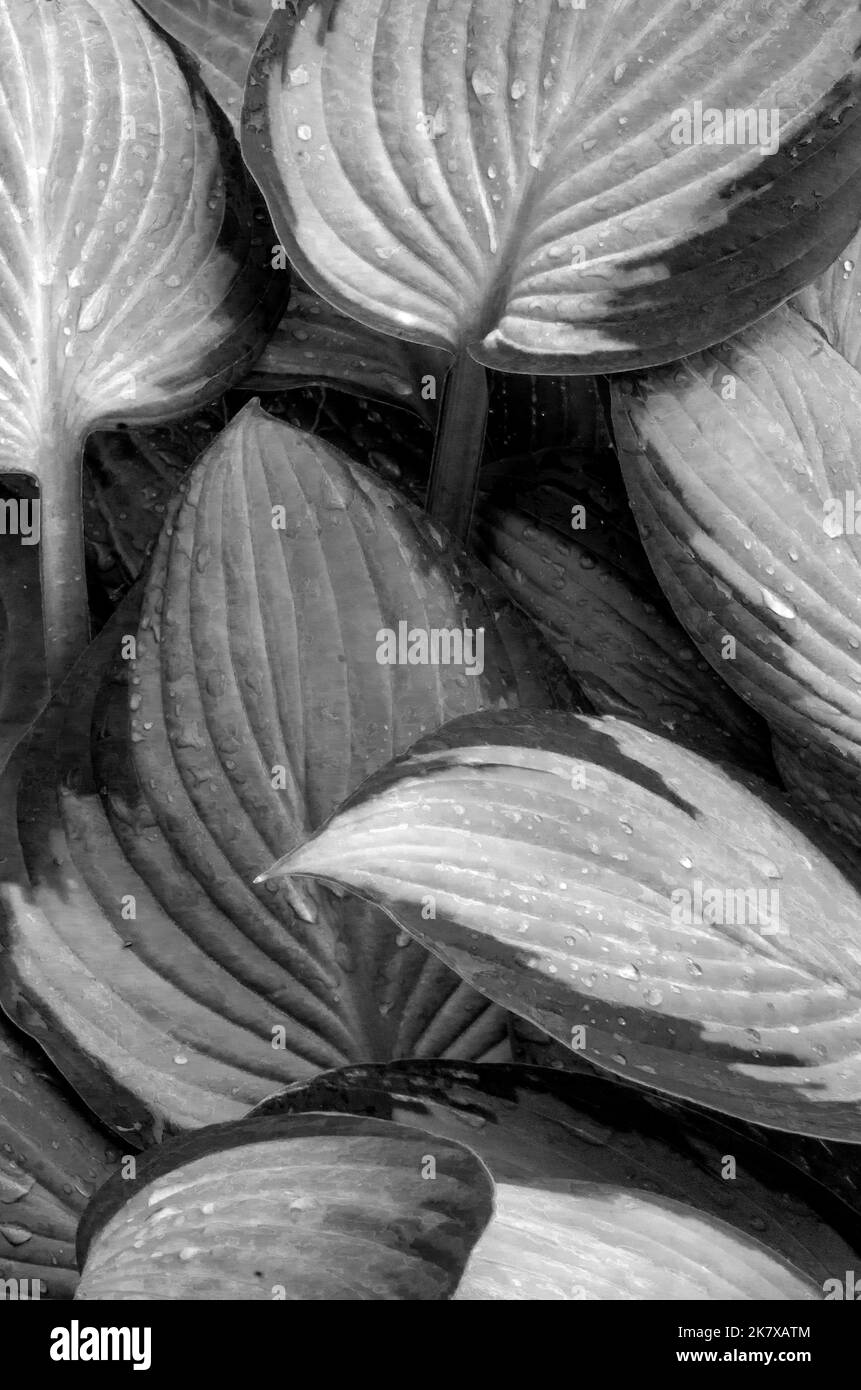 I modelli delle foglie di Hosta sono visti in un letto del giardino suburbano, la contea di Will, Illinois Foto Stock