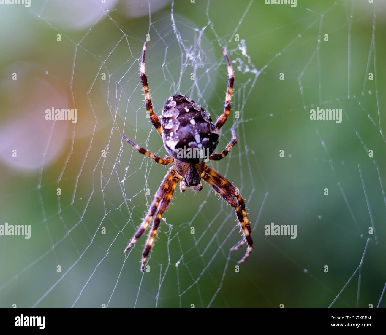 Macro shot di un ragno: Dettagli altrimenti difficilmente visibili: Focalizza l'attenzione sull'animale con sfondo sfocato. Foto Stock