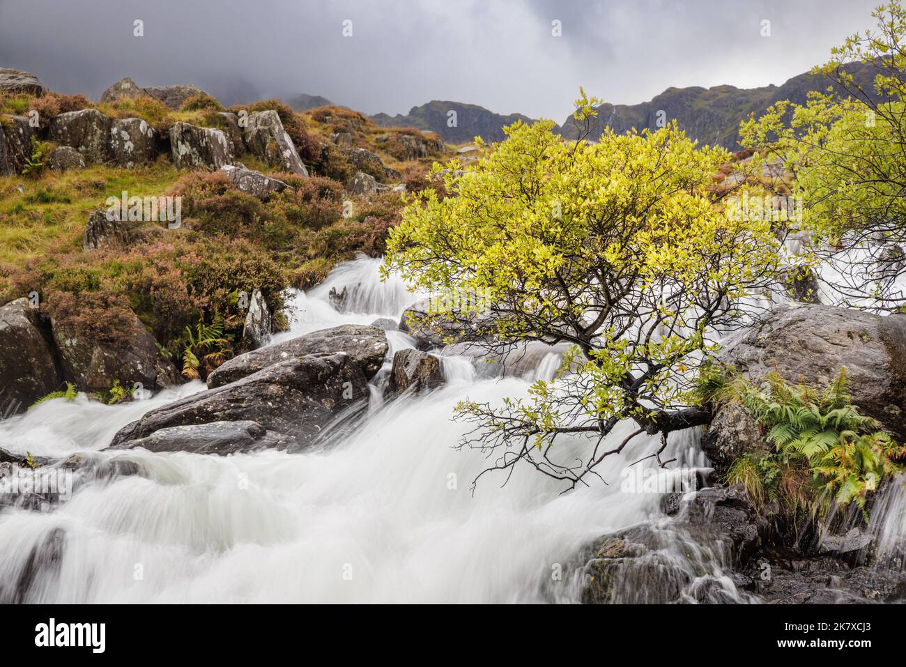 Snowdonia, Galles: In autunno un albero che cresce da una roccia si affaccia sul fiume da Llyn Idwal mentre si tuffa lungo le cascate Idwal nella valle di Ogwen. Foto Stock