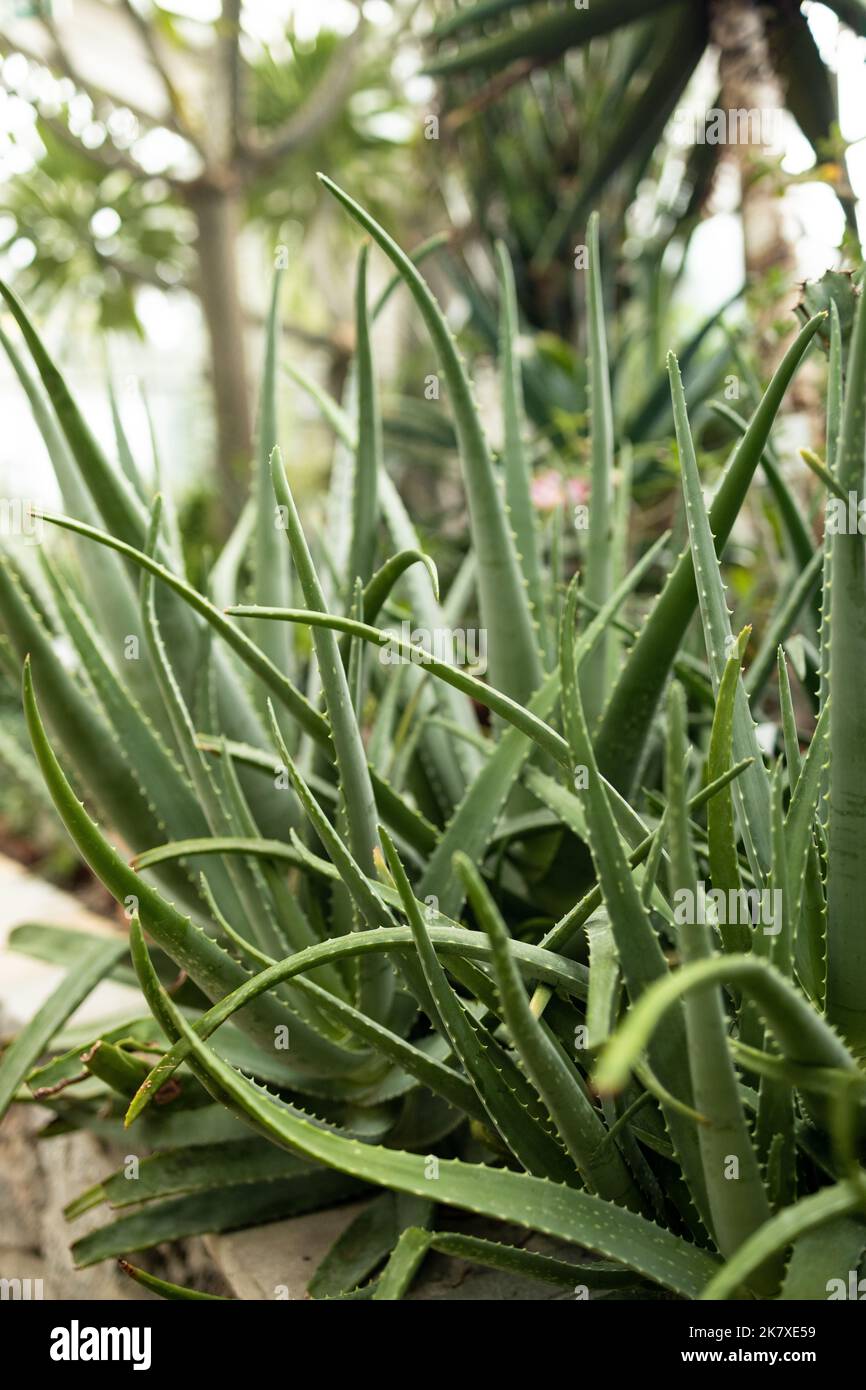 Aloe Vera, foglie fresche di Aloe Vera in giardino agriturismo sfondo naturale della luce del sole bokeh natura verde Foto Stock