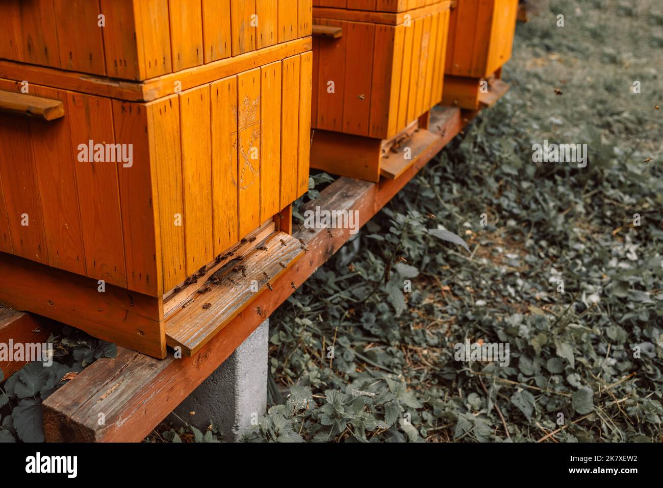 ApicultureHives in un apiario con le api che volano verso le pianerottoli. Foto Stock