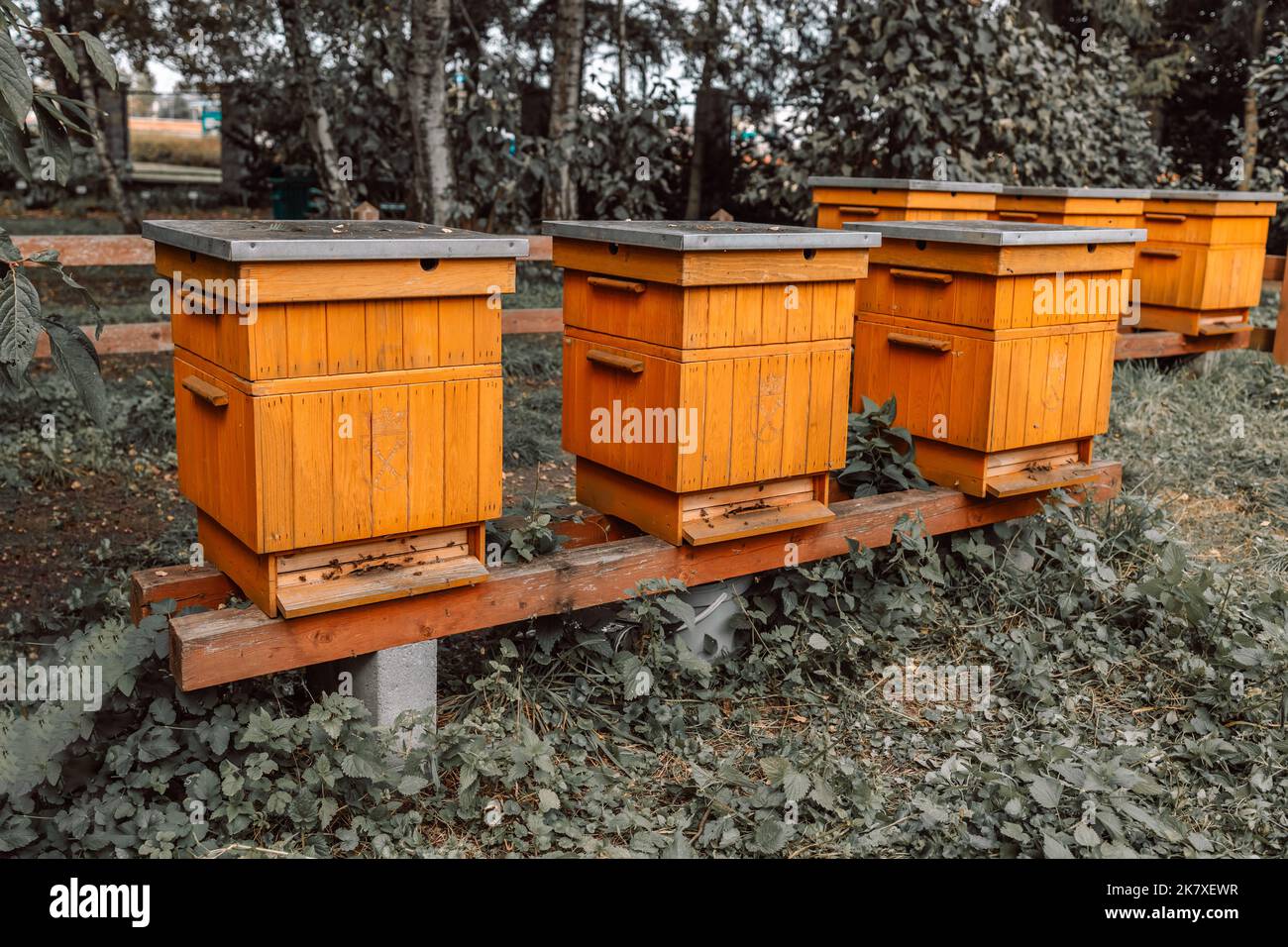ApicultureHives in un apiario con le api che volano verso le pianerottoli. Foto Stock