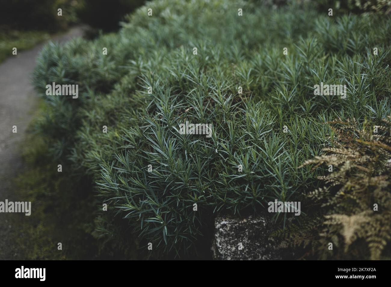 Cespuglio di rosmarino verde, molti rami sono disposti casualmente. Condimento fresco Foto Stock