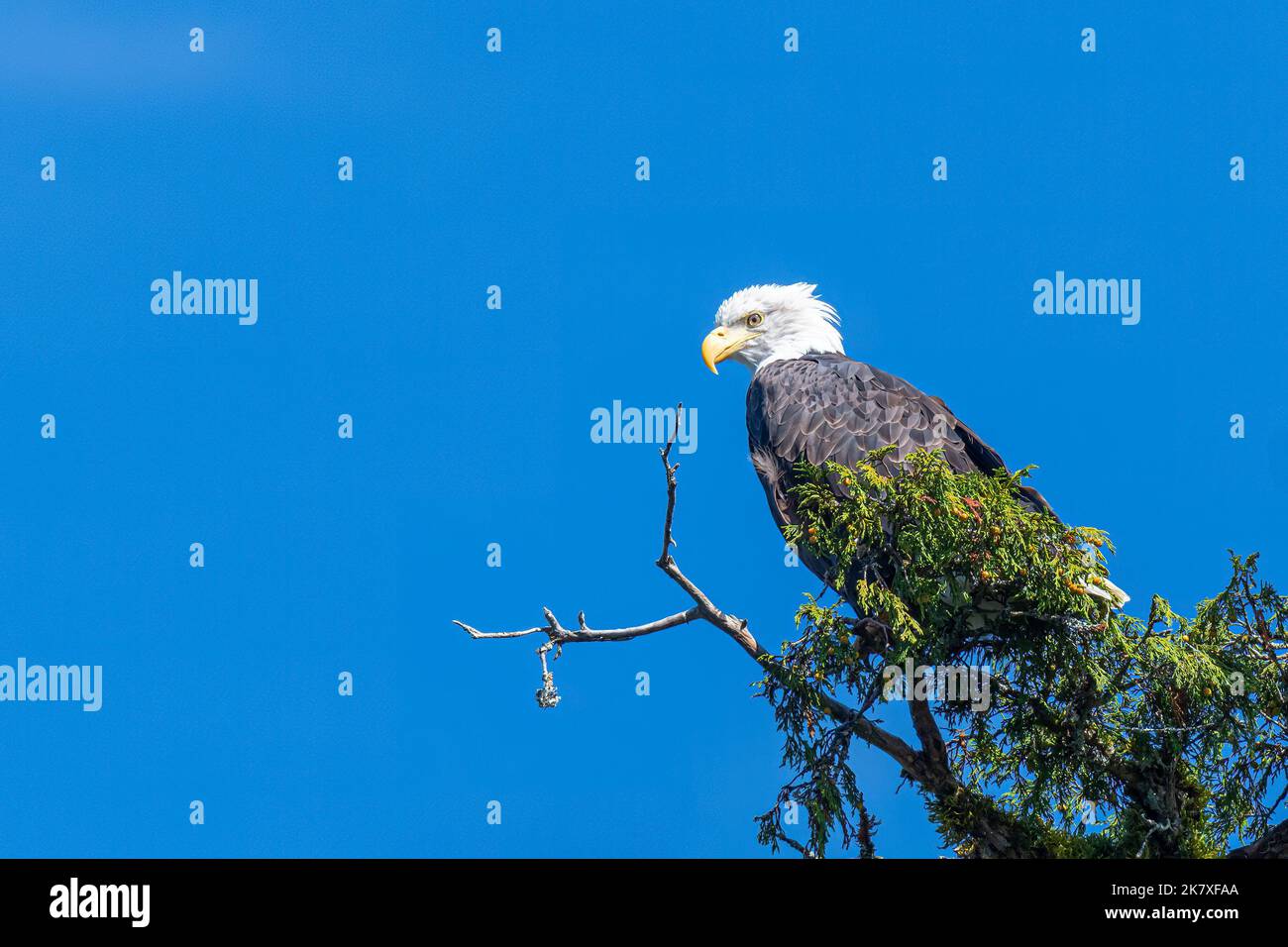 Un'aquila calva matura (Haliaeetus leucocephalus) arroccata sulla cima di un albero nella Columbia Britannica, Canada. Foto Stock