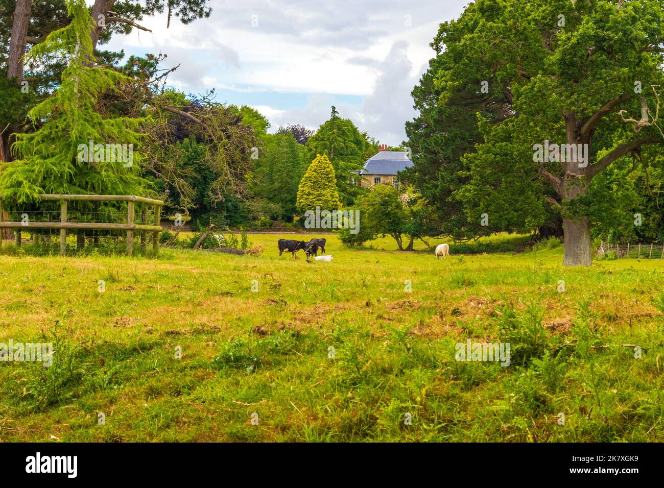 Gregge di mucche pascolo su un verde a Saltwood villaggio, Kent, Regno Unito Foto Stock