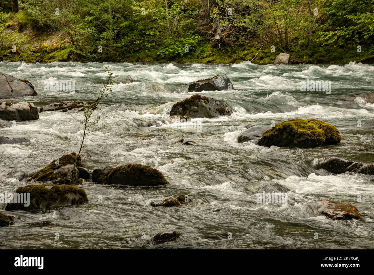 WA22407-00...WASHINGTON - rocce ricoperte di muschio nel Quinault River del Parco Nazionale Olimpico. Foto Stock