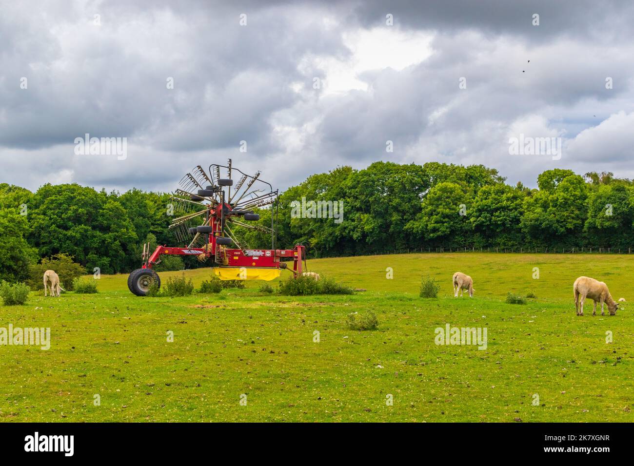Gregge di mucche pascolo su un verde a Saltwood villaggio, Kent, Regno Unito Foto Stock