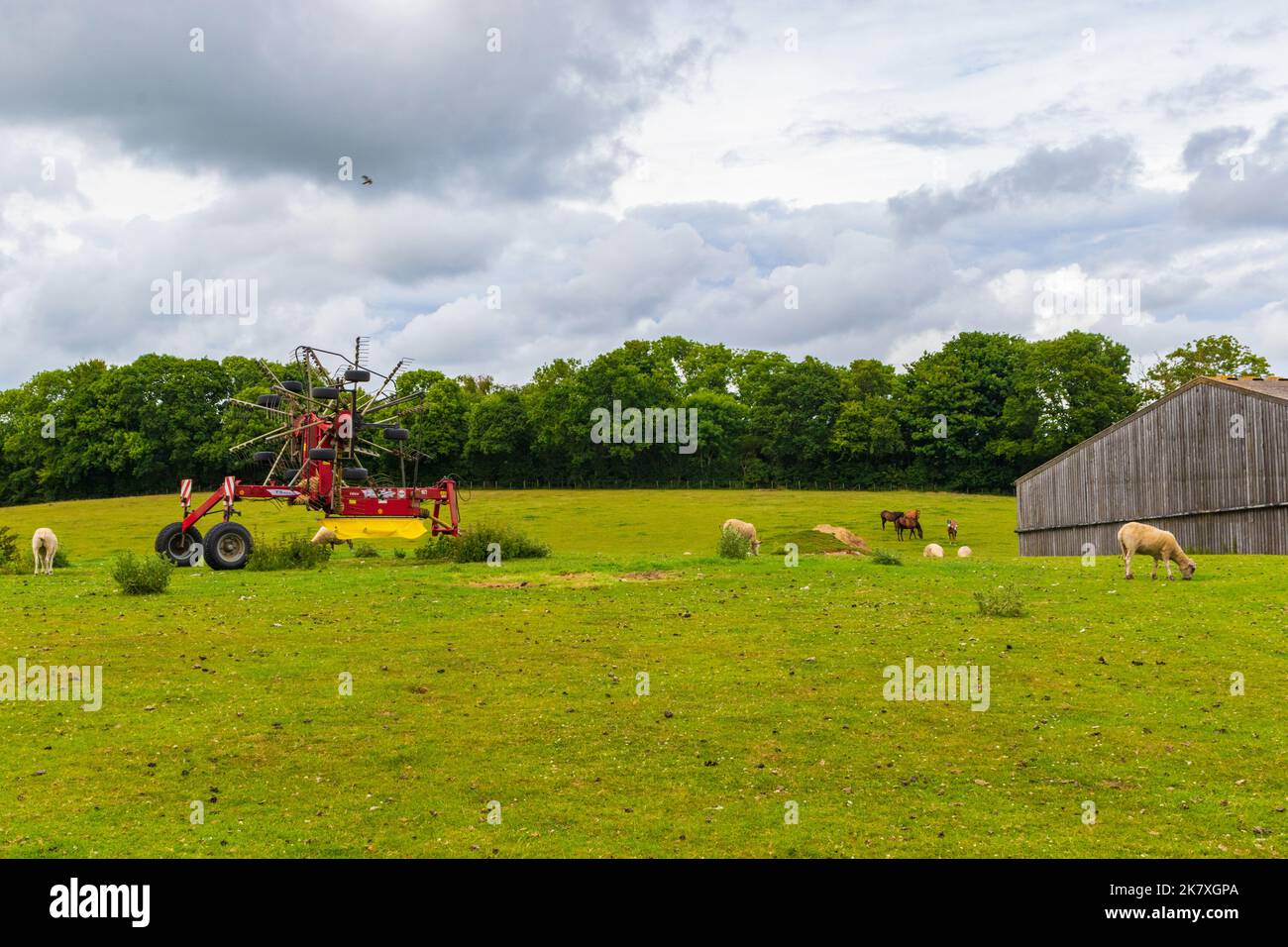 Gregge di mucche pascolo su un verde a Saltwood villaggio, Kent, Regno Unito Foto Stock