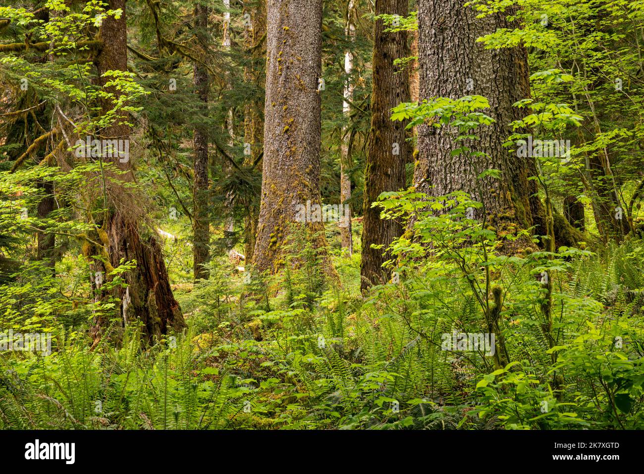 WA22408-00...WASHINGTON - felci di spada occidentali e giovani alberi di acero di foglia grande circondano alberi sempreverdi torreggianti nella foresta pluviale di Quinault, ONP. Foto Stock