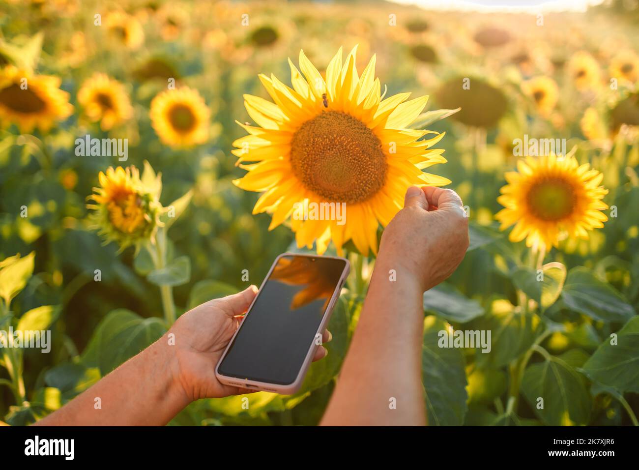Una donna contadina che usa lo smartphone sullo sfondo del campo di girasole, la natura. Acquisti online, pagamenti, analisi Foto Stock