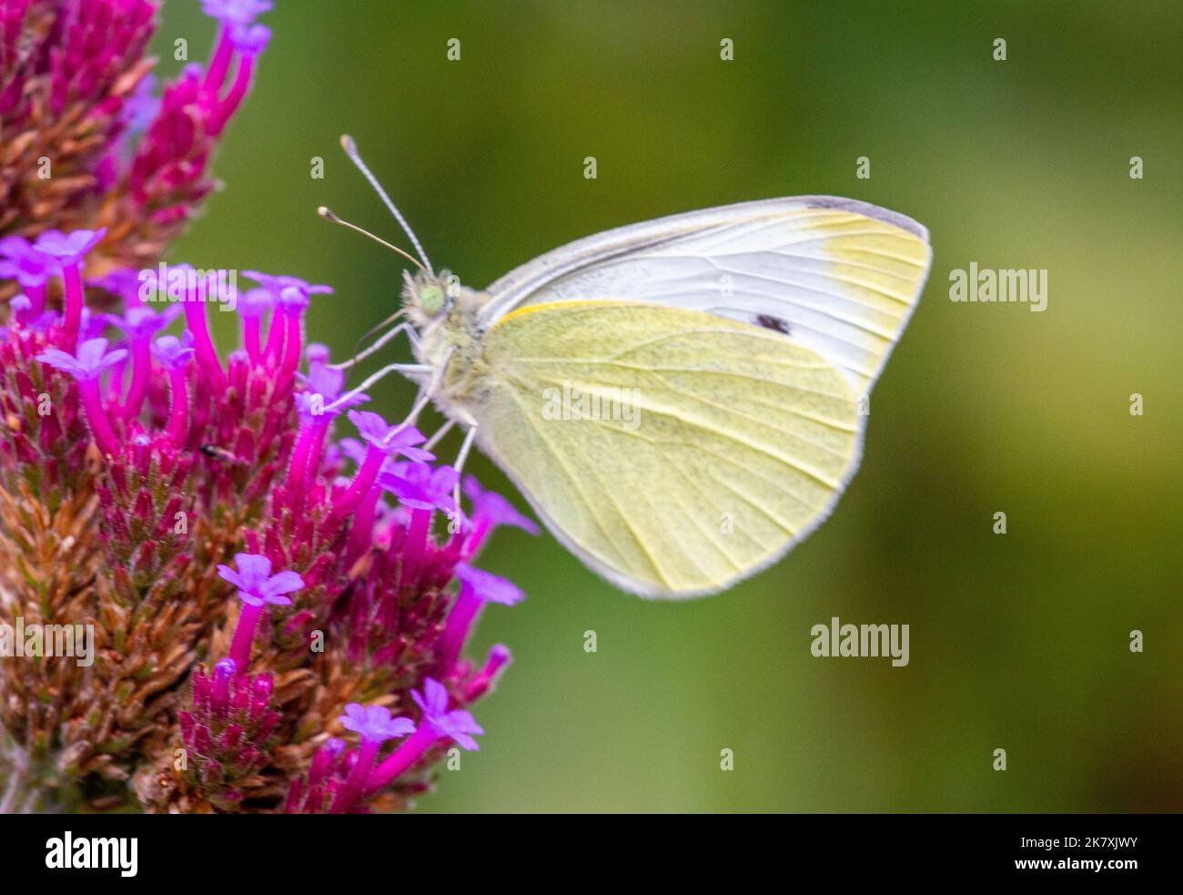 Grande farfalla bianca Pieris brassicae su una testa di fiore Verbena in un giardino cottage inglese Foto Stock