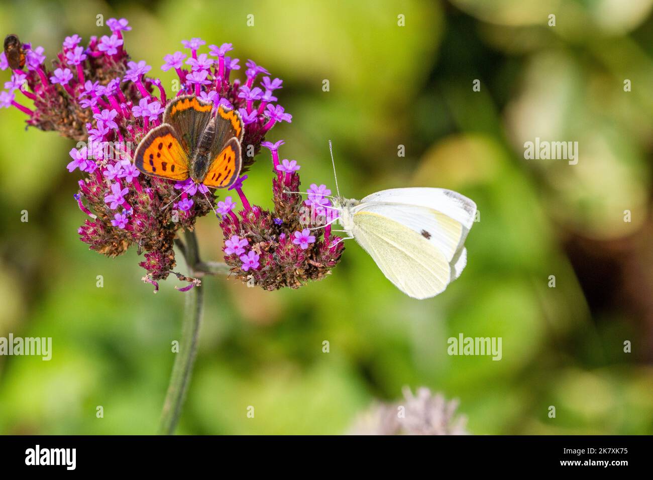 Small Copper Butterfly Lycaena phlaeas e grande farfalla bianca su testa di fiore Valerian in un giardino d'autunno inglese Inghilterra UK Foto Stock