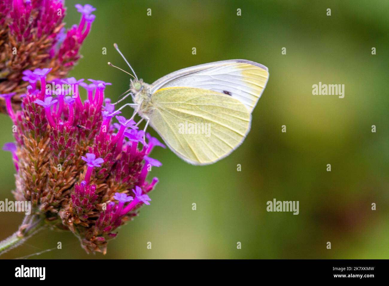 Grande farfalla bianca Pieris brassicae su una testa di fiore Verbena in un giardino cottage inglese Foto Stock