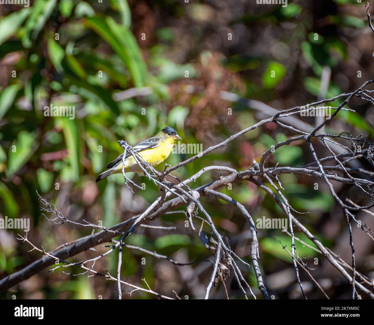 Un piccolo orafo (Spinus psaltria) si trova in un arbusto al lago Hollywood di Los Angeles, California. Foto Stock