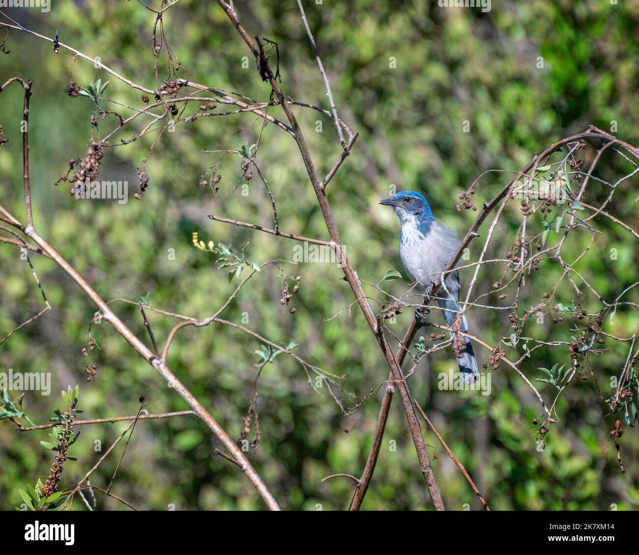 Uno Scrub-Jay della California (Aphelocoma californica) si trova in un arbusto al Lago Hollywood a Los Angeles, CA. Foto Stock