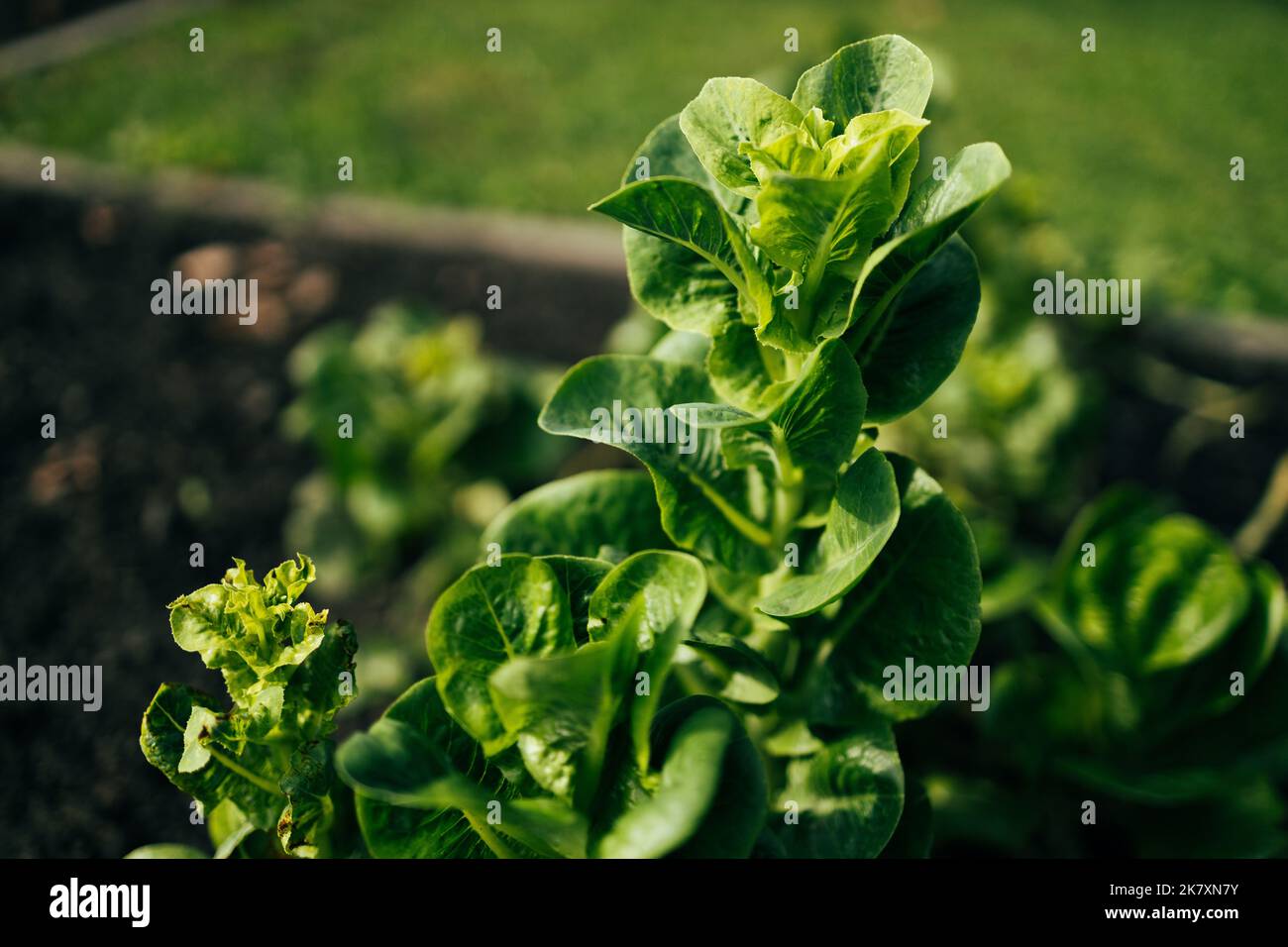 File di insalata su un grande campo agricolo con sole. Lactuca sativa foglie verdi, primo piano. Foglia Lettuce in letto da giardino. Foto Stock